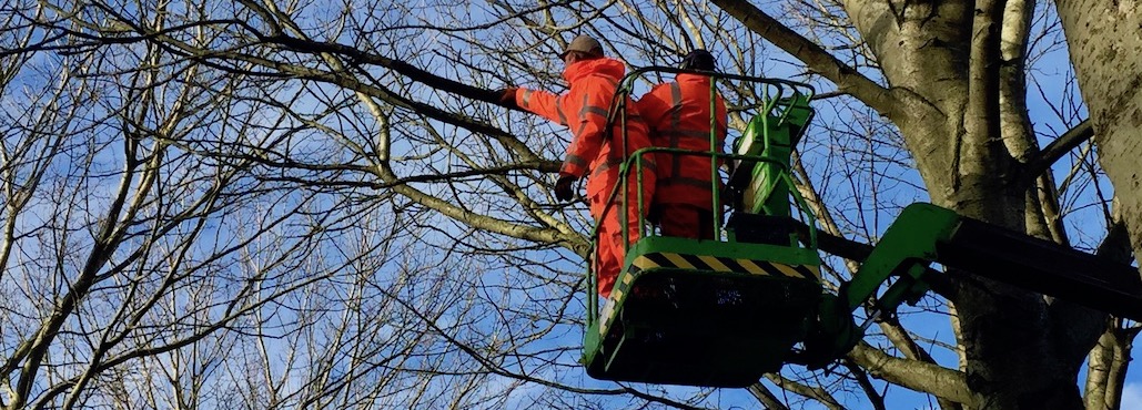 Beschuldiging Eervol Omgaan Bomen snoeien. Zelf doen of door een professional laten uitvoeren? - De  Boomverzorging