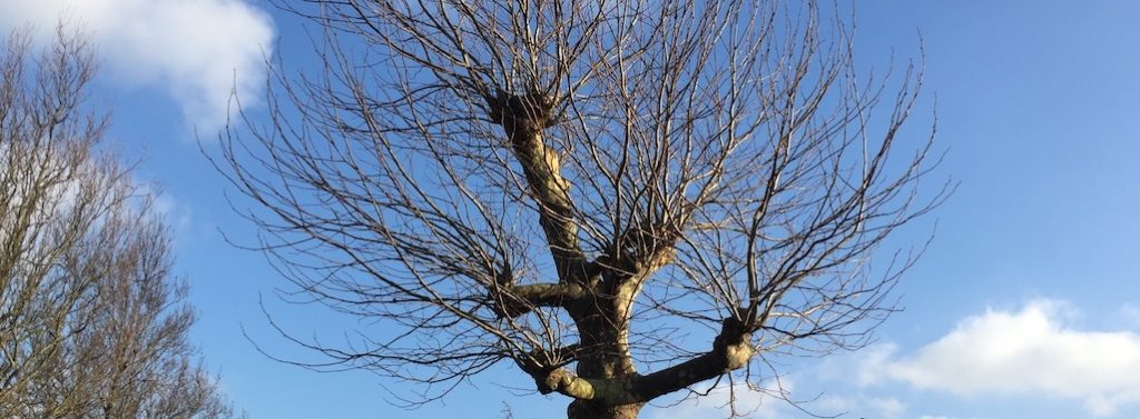 Bomen toppen