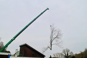 Bomen kappen met behulp van hijskraan