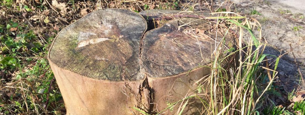 Bomen kappen zonder vergunning