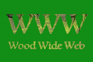 Wood Wide Web